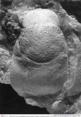 Historisches Foto von Paragalathea vultuosona (Robins, Feldmann, Schweitzer & Bonde, 2016) (NHMW-AFW-GEO-BACHMAYER-FOTO-1990-0041-3302a)